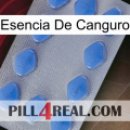 Kangaroo Essence 21